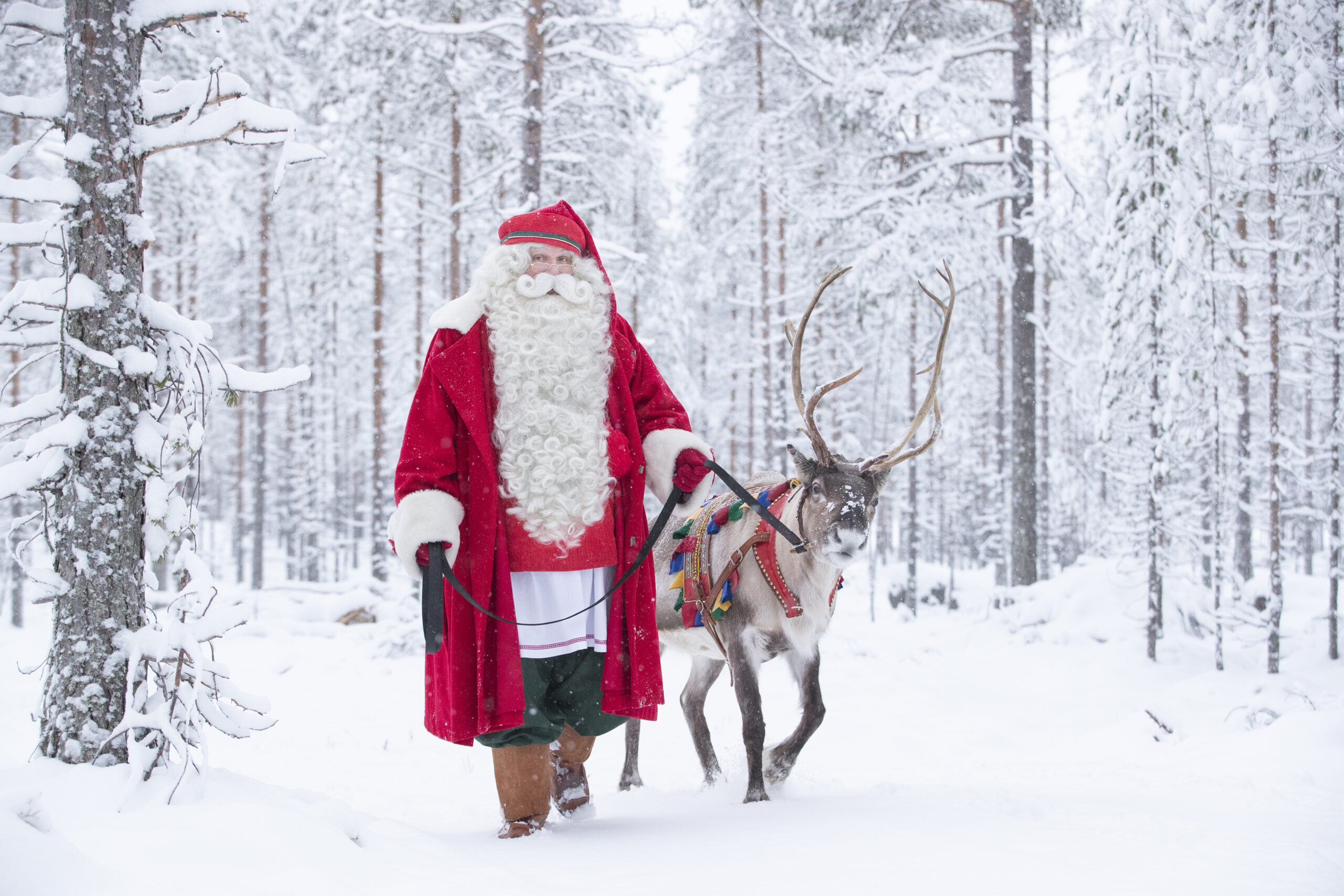 Lapland Winter Wilderness